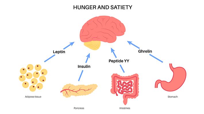 Hunger- und Sättigungstheorie