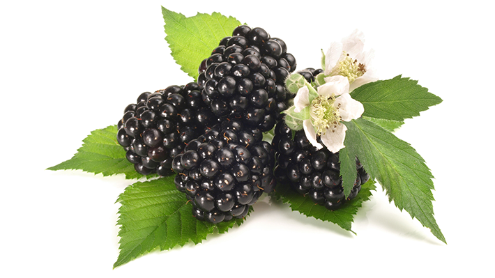 Brombeere